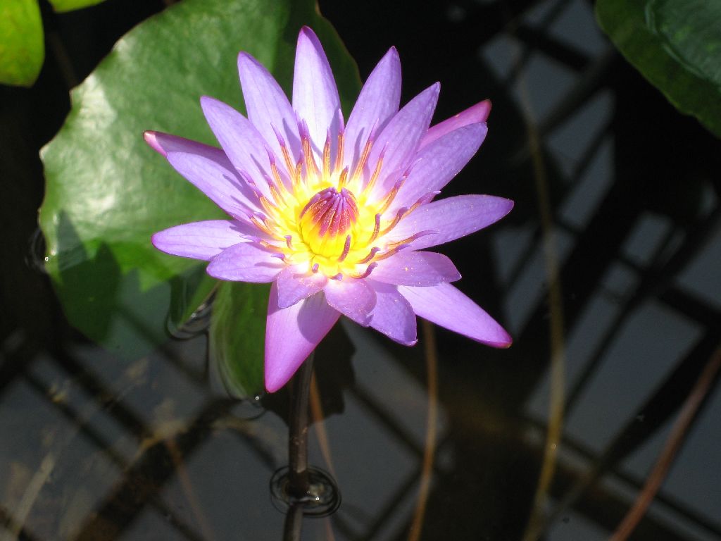 Water lily